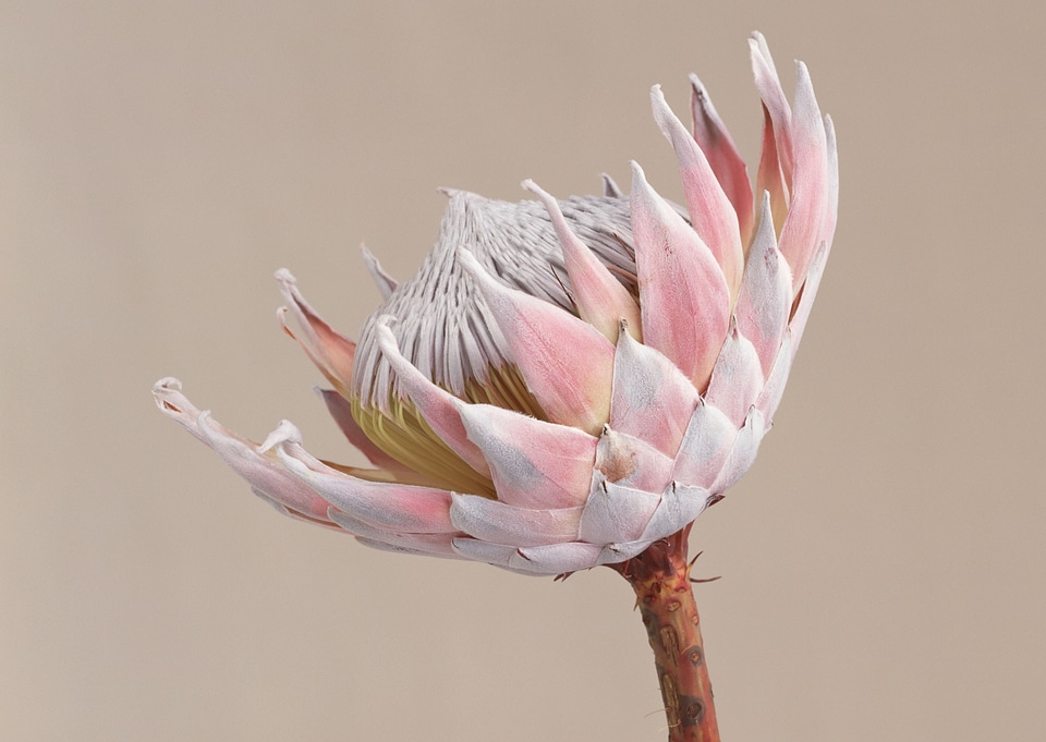 king Protea pink (Protea cynaroides).