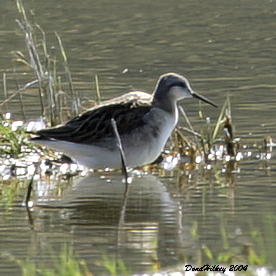 Wilson's Phalarope