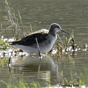 Wilson's Phalarope