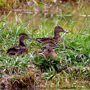 Green-winged Teal
