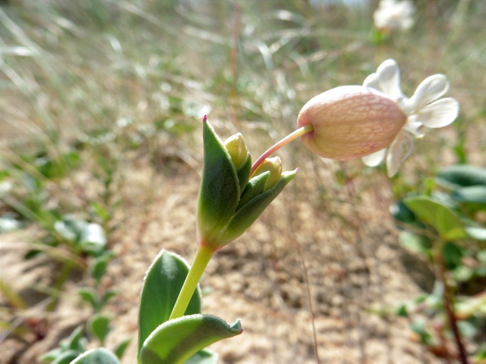 Silene uniflora subsp. thorei (Dufour) Jalas, 1984
