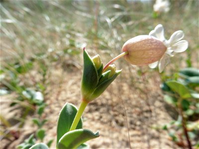 Silene uniflora subsp. thorei (Dufour) Jalas, 1984