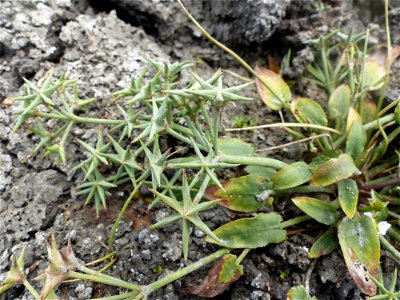 Damasonium alisma Mill., 1768
