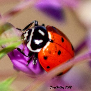 Convergent Lady Beetle