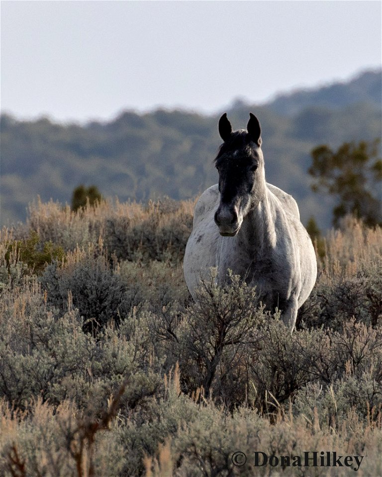 1514-blue-roan-mare-14april2020-84-Mesa - Copy