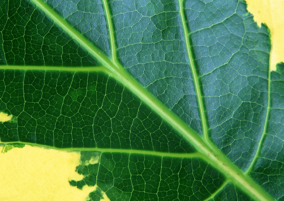 Leaf of a plant close up