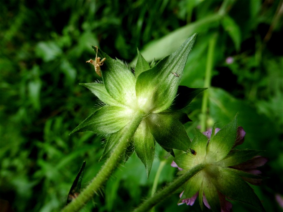 Knautia dipsacifolia (Host) Kreutzer, 1840