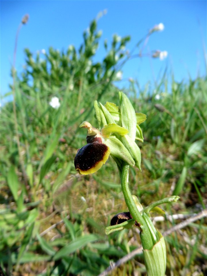 Ophrys passionis Sennen, 1926