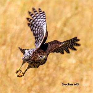 Cooper's Hawk photo