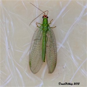 Chrysopa oculata a member of Typical Green Lacewings