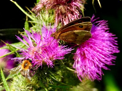 Bruin zandoogje en akkerhommel
