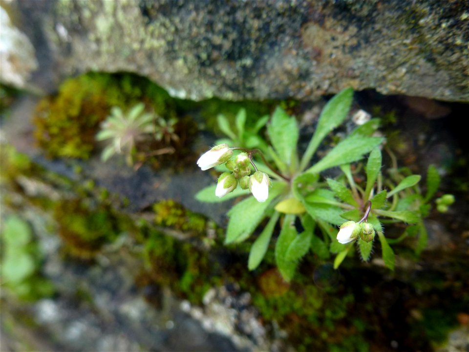 Draba verna L., 1753