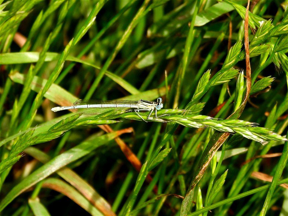 Blauwe breedscheenjuffer