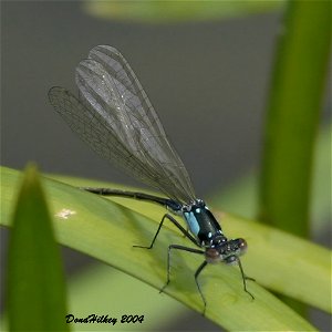 Pacific Forktail photo