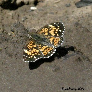 Gorgone Checkerspot