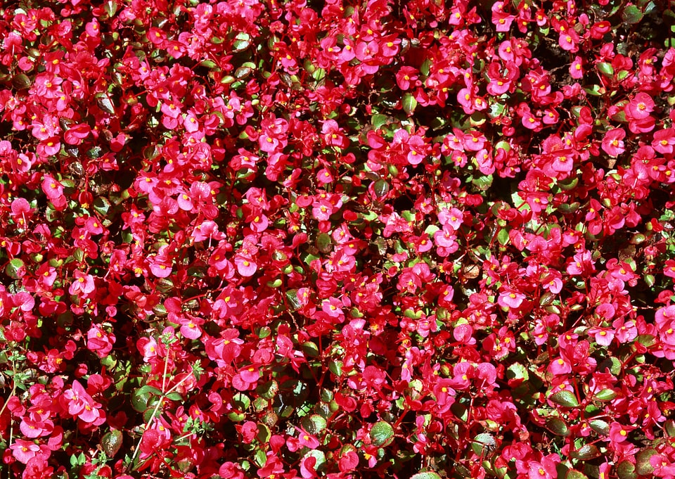 Red flower on background photo