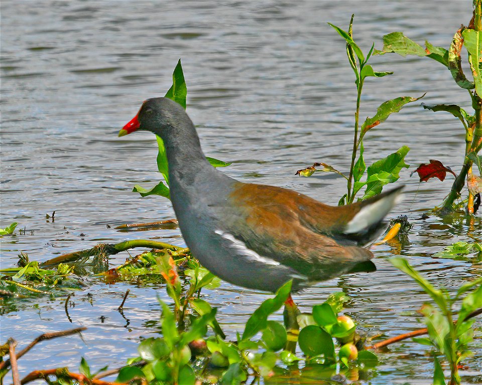 Common Gallinule