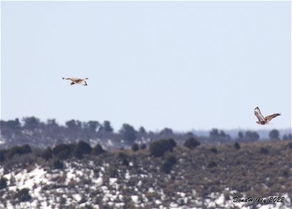 Rough-legged Hawk photo