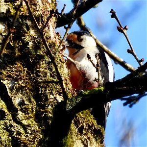Grote bonte specht