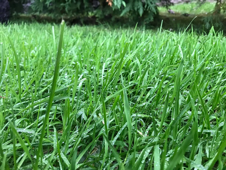 Water drops on fresh green grass