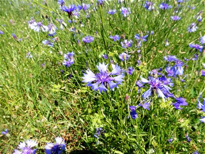 Cyanus segetum Hill, 1762