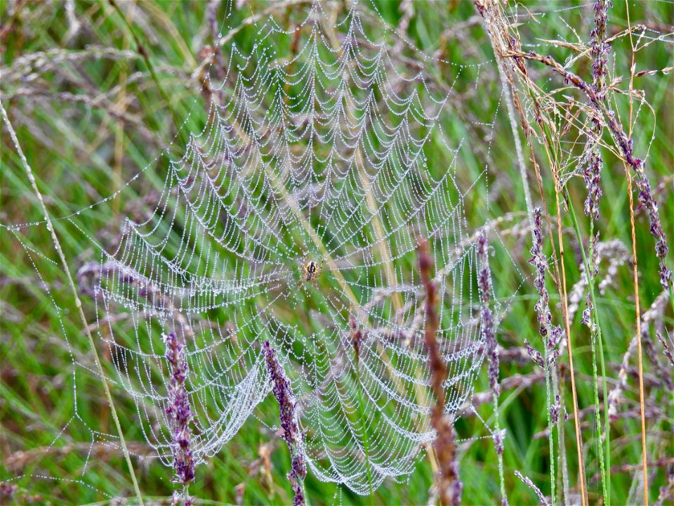 Heidewielwebspin
