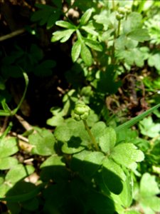 Adoxa moschatellina L., 1753