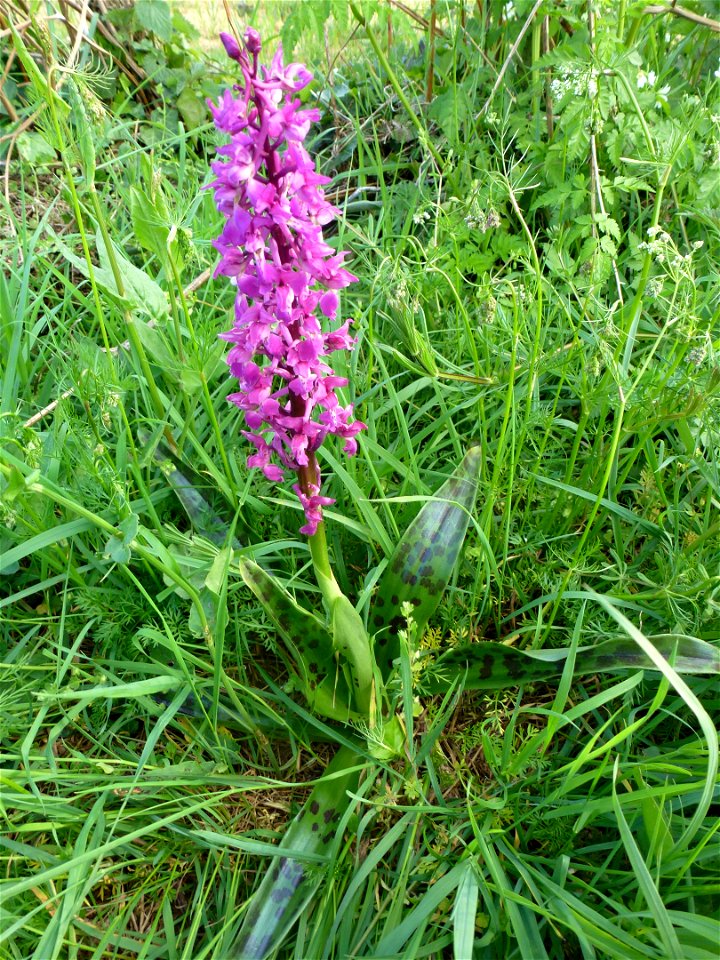 Orchis mascula (L.) L., 1755