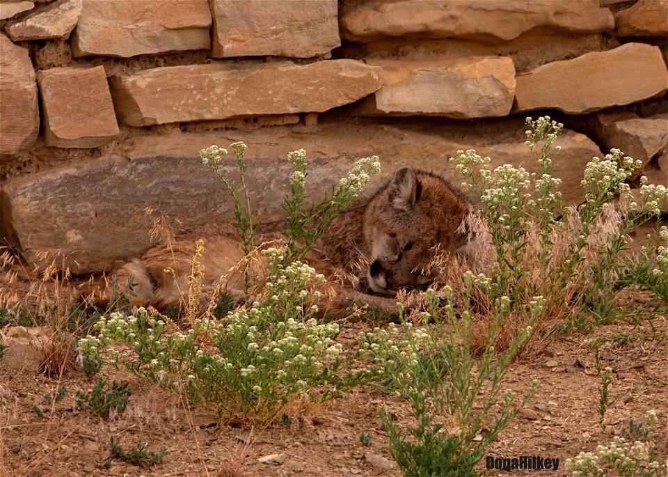 Mountain Lion