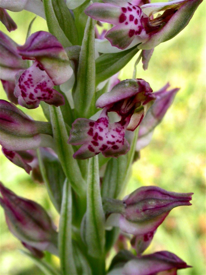 Anacamptis fragrans (Pollini) R.M.Bateman, 2003