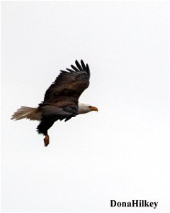 BAEA-10Dec2020-Brown's-Park-NWR-3