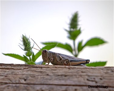 Two-striped Grasshopper-19aug2020-home-