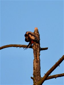 Poetsende grote bonte specht