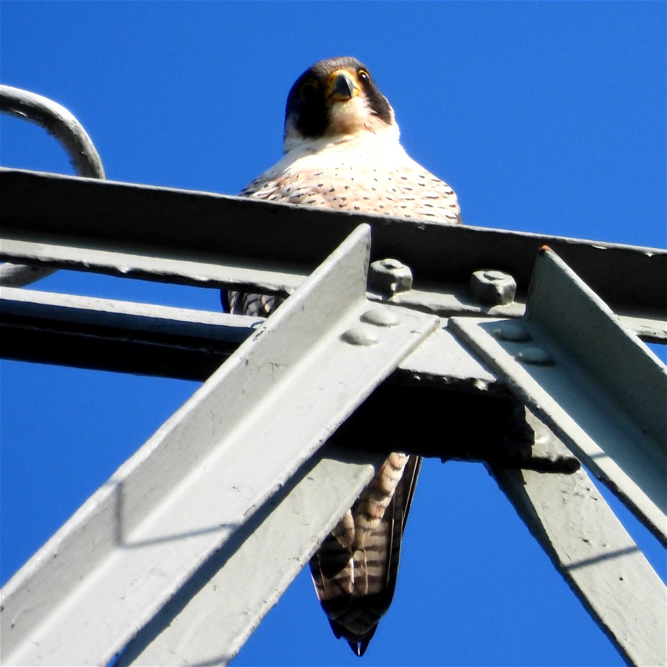 Slechtvalk