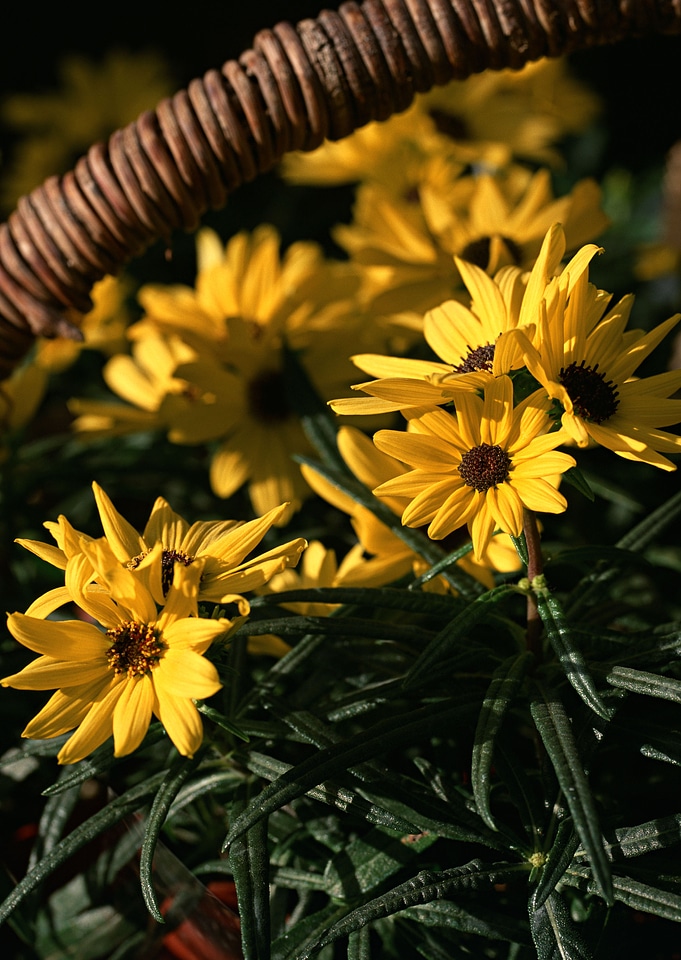 Yellow topinambur flowers in basket