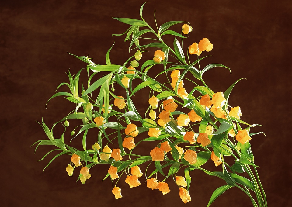 Yellow flower on brown background