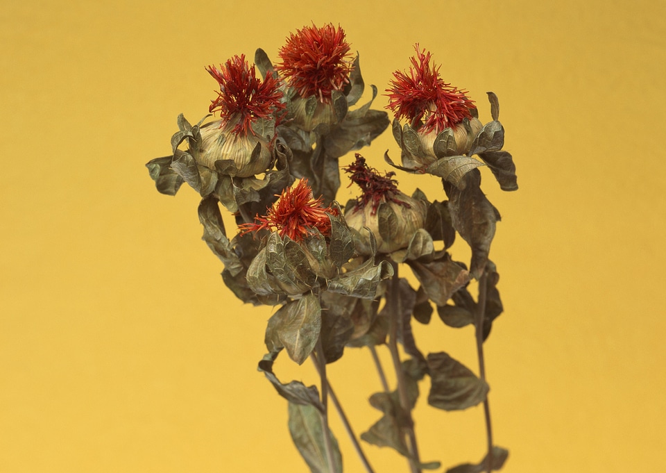 Dried flowers composition