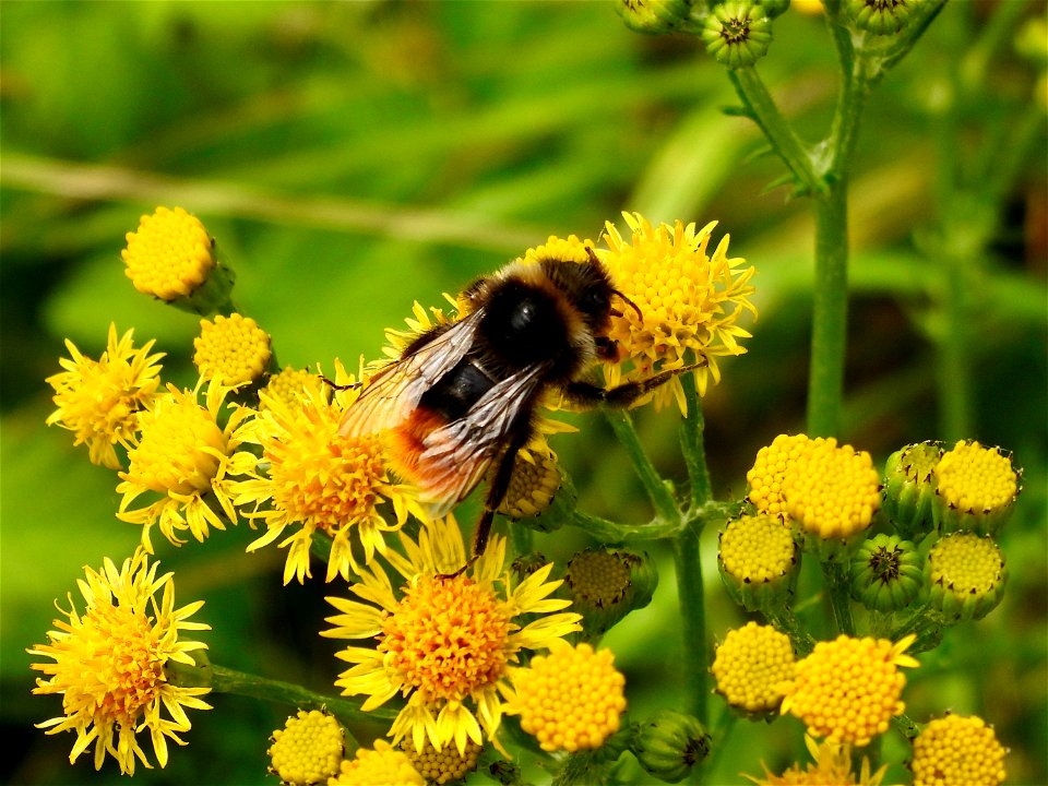 Steenhommel