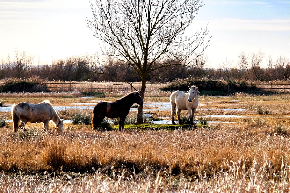 14-01-2017 Aiguamolls de l' Empordà