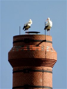 Ooievaars op de schoorsteen van de steenfabriek