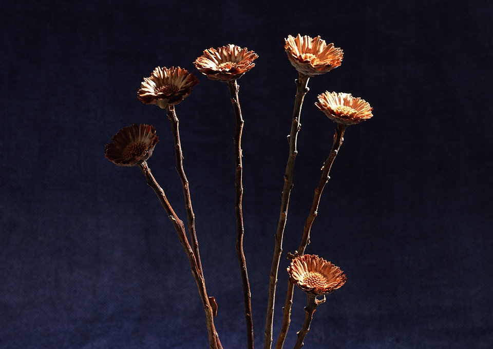 Old dried orange Gerber flowers
