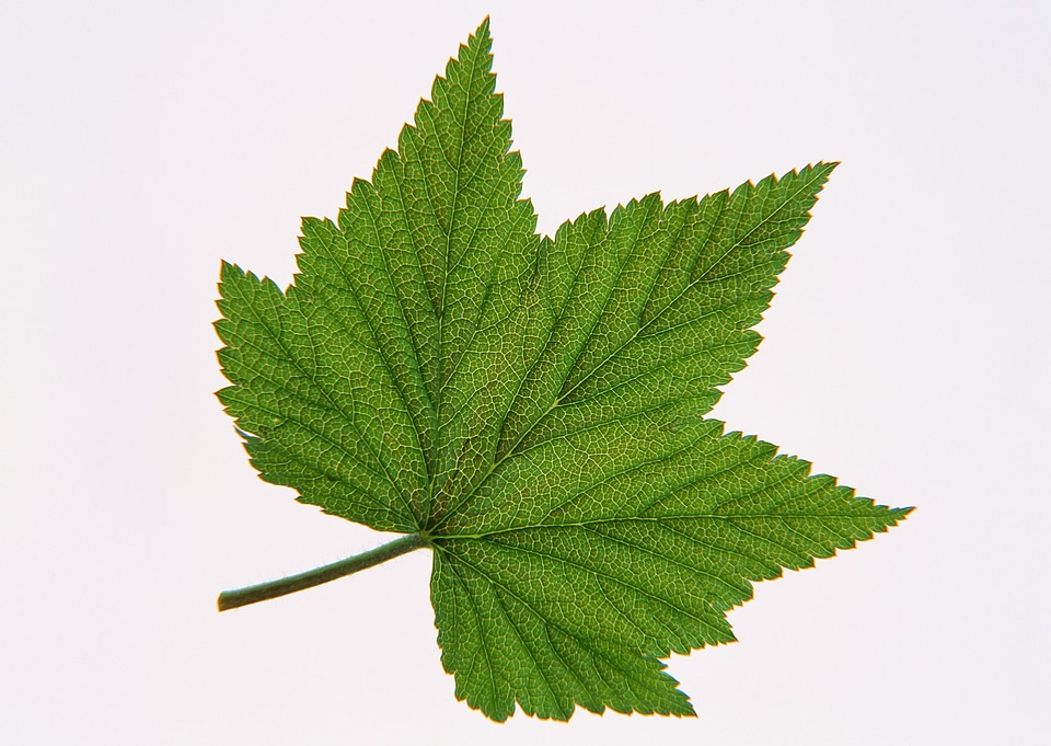 brightly green maple leaf isolated