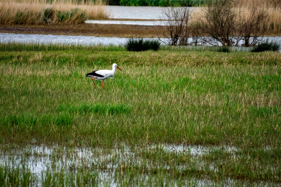 19-03-2021 Aiguamolls de l' Empordà