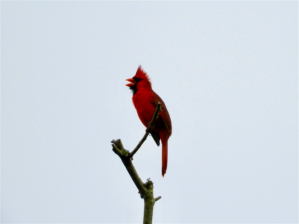 Northern cardinal