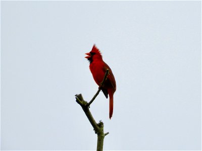 Northern cardinal