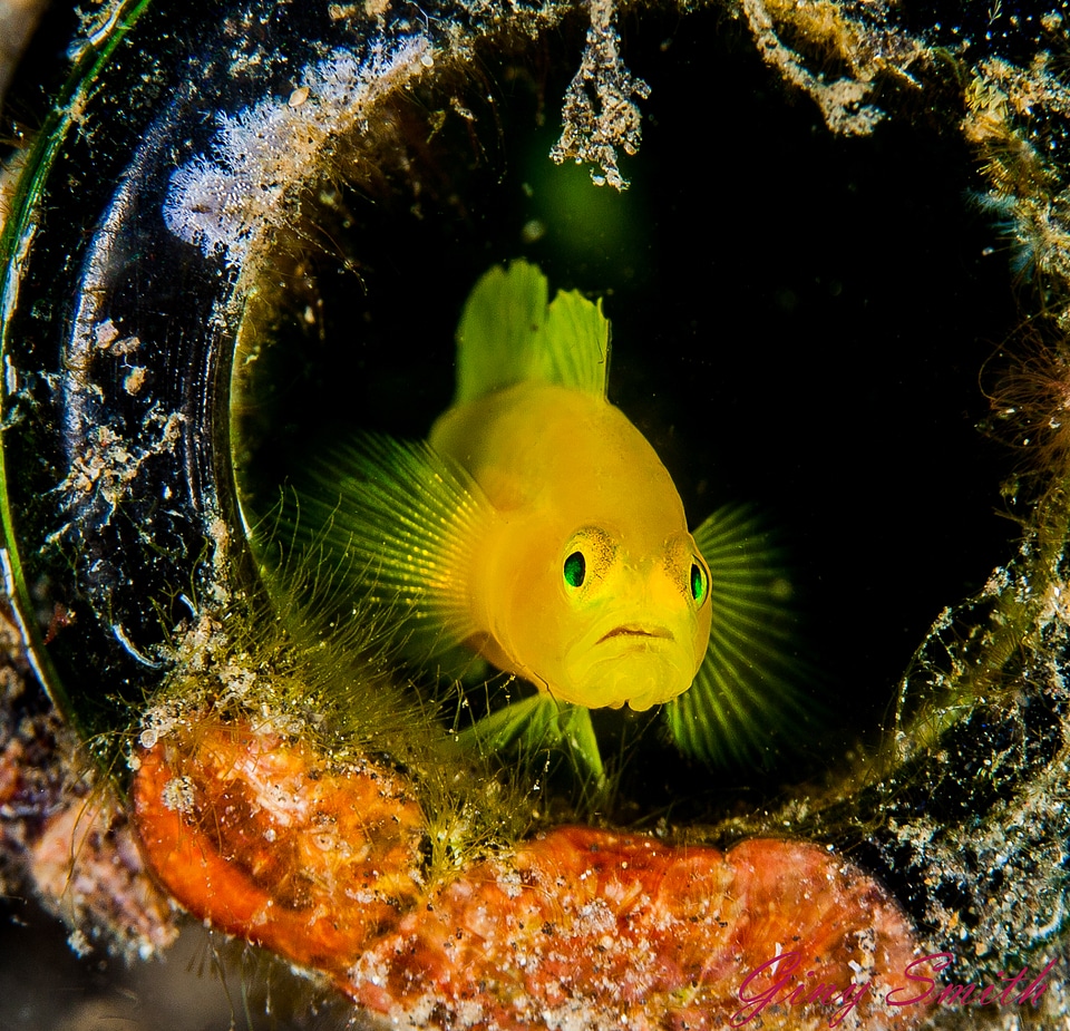 Yellow Goby in Wine Bottle