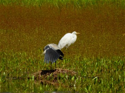 Blauwe reiger en zilverreiger