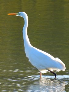 Grote zilverreiger