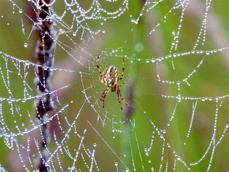 Heidewielwebspin