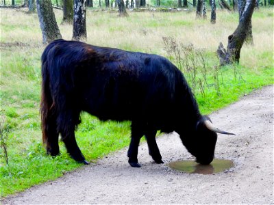 Schotse hooglander
